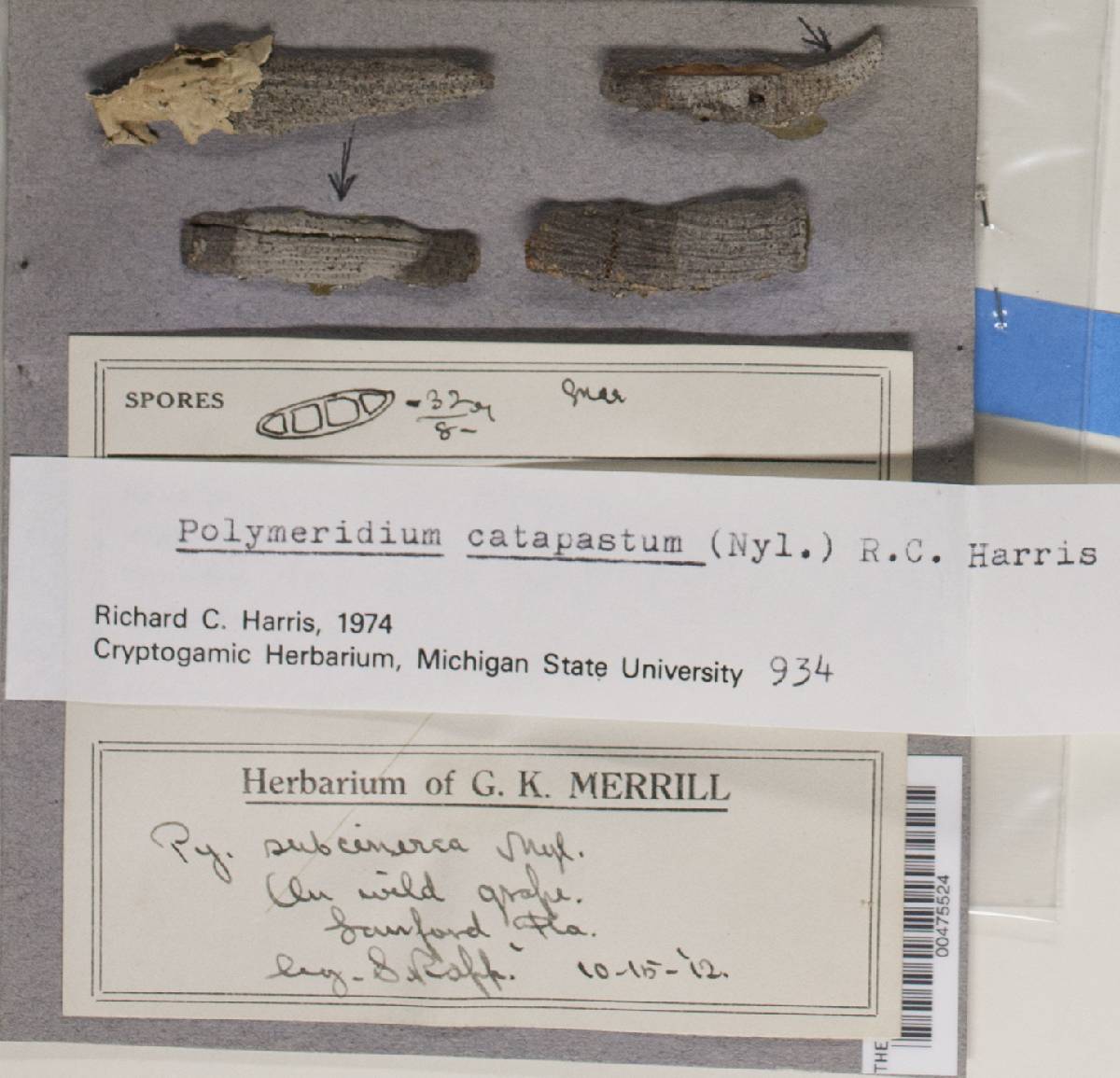 Polymeridium catapastum image