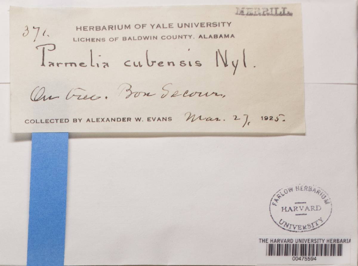 Pseudoparmelia image