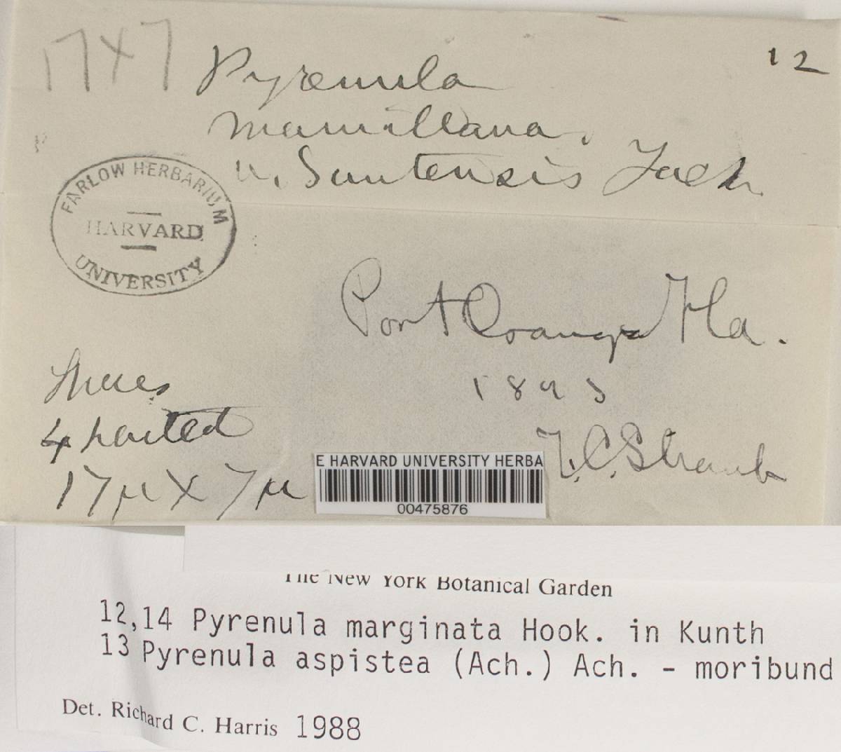 Pyrenula mamillana image