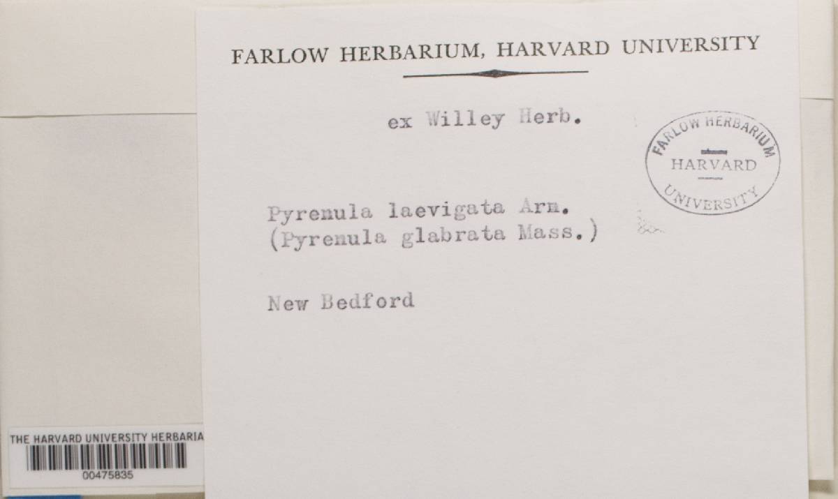 Pyrenula glabrata image