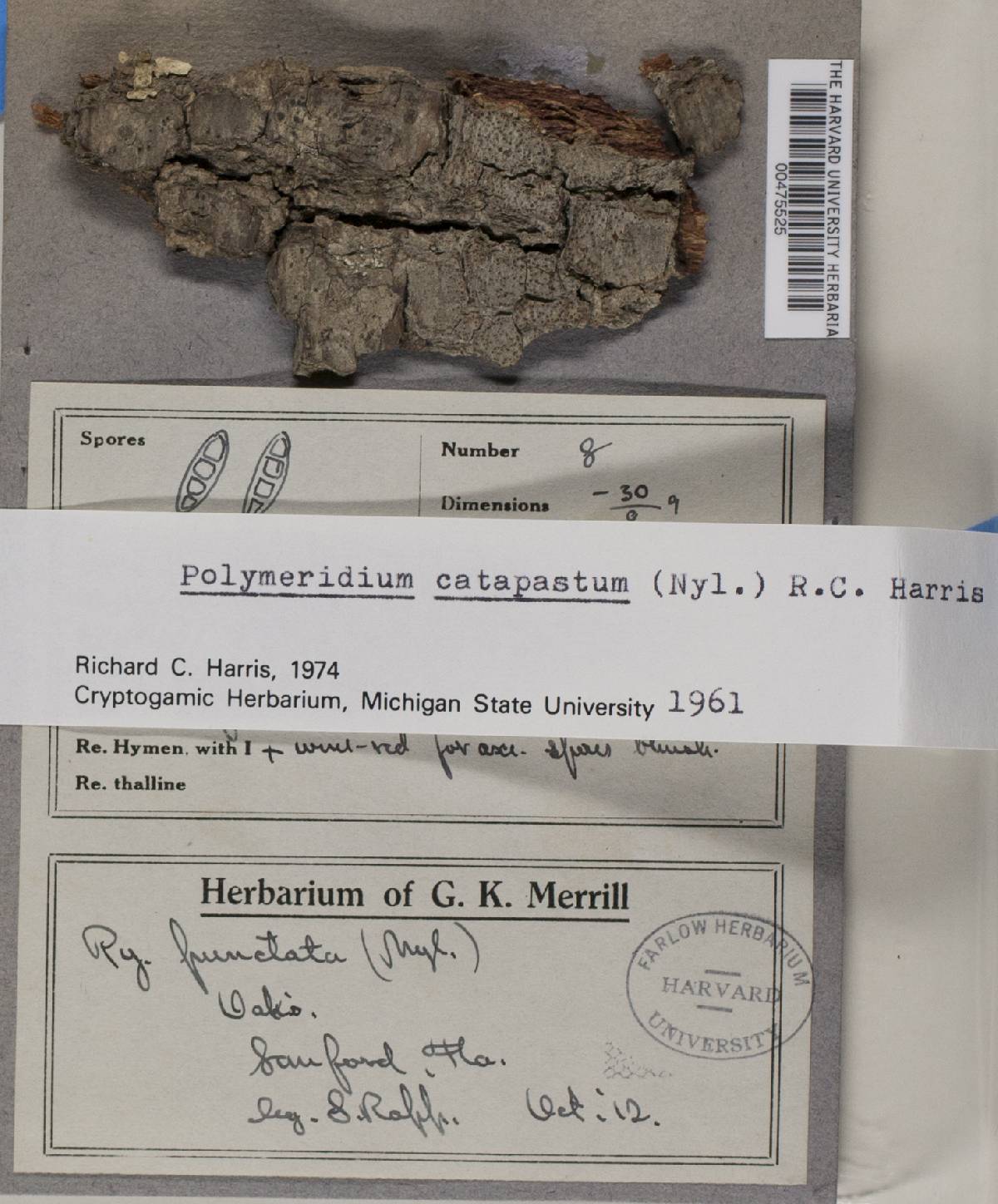 Polymeridium image