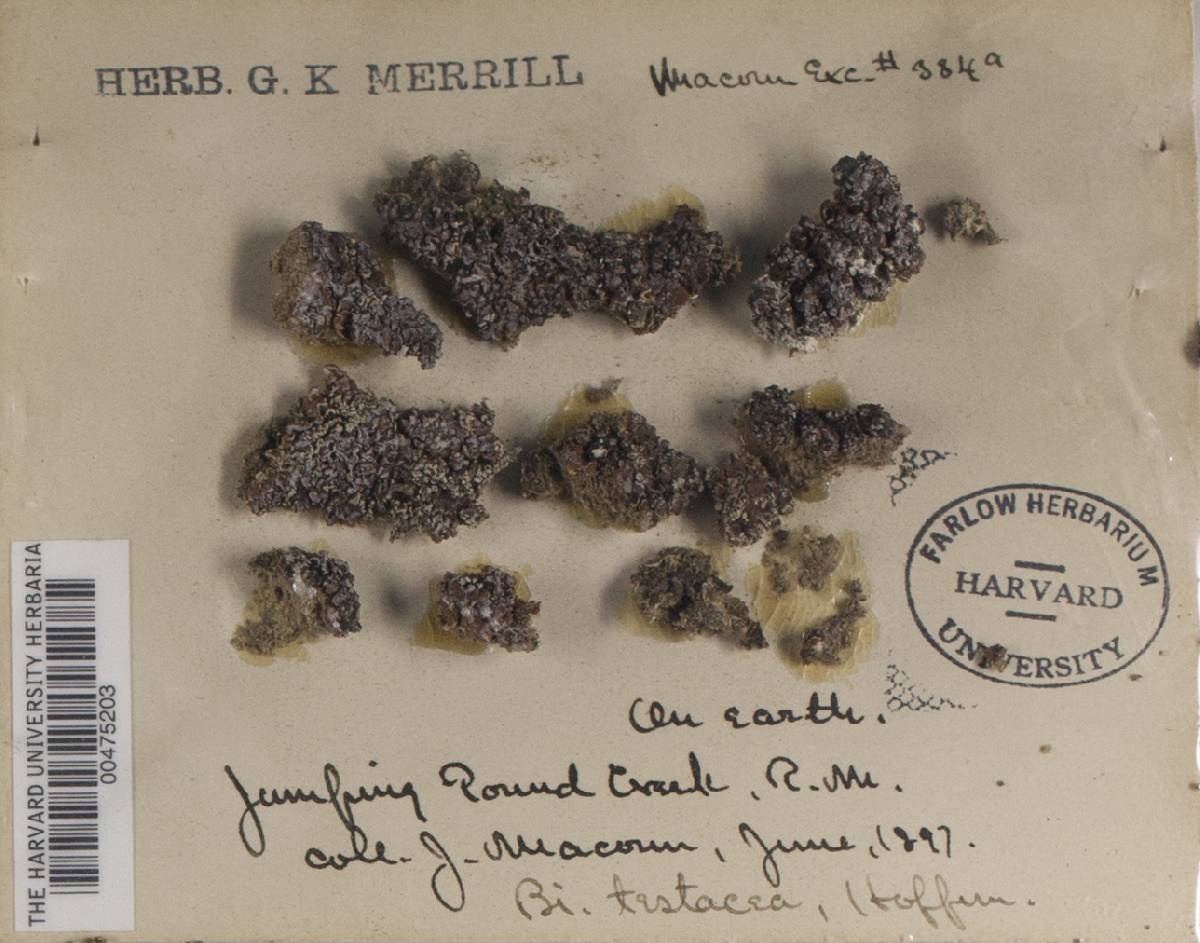 Psora testacea image
