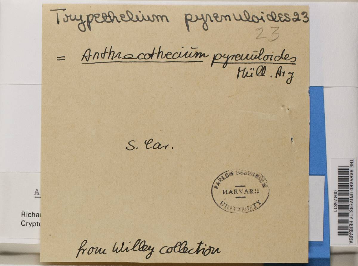 Pyrenula leucostoma image