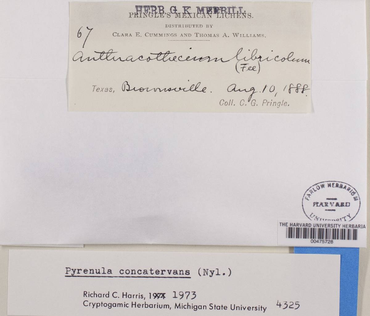 Pyrenula concatervans image