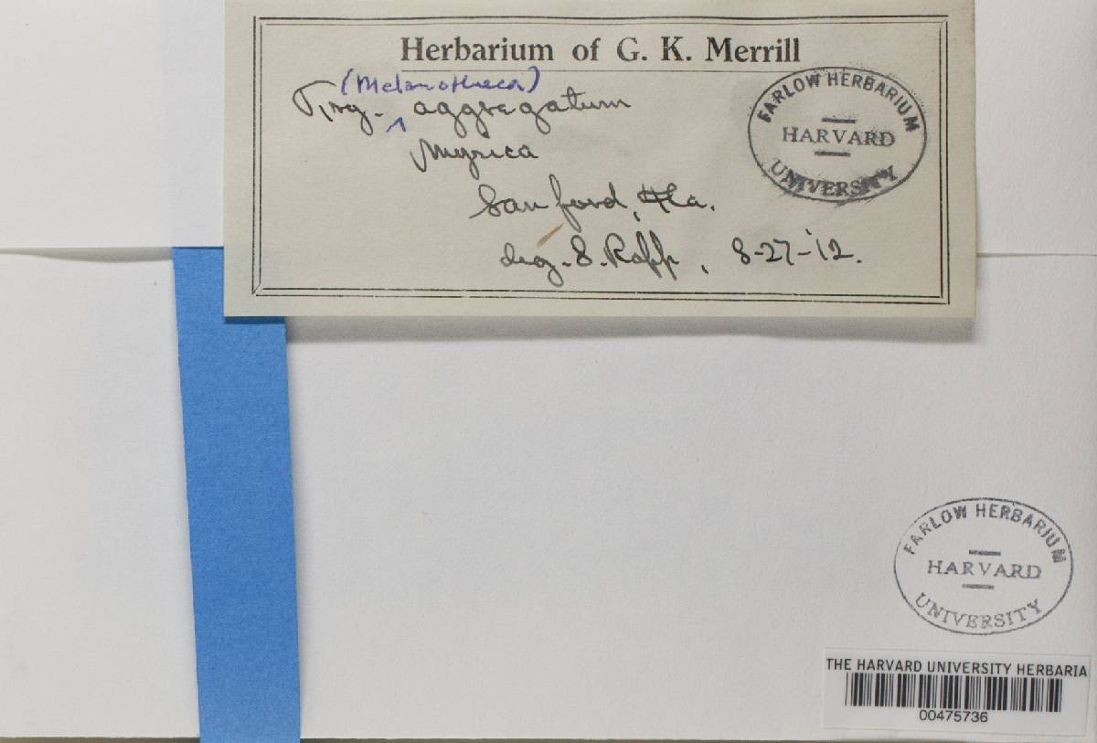 Pyrenula aggregata image
