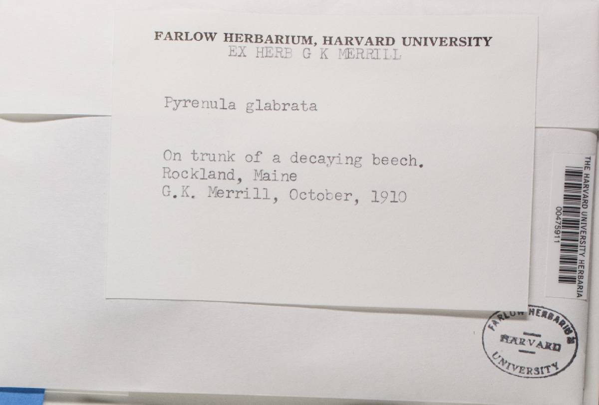 Pyrenula neglecta image