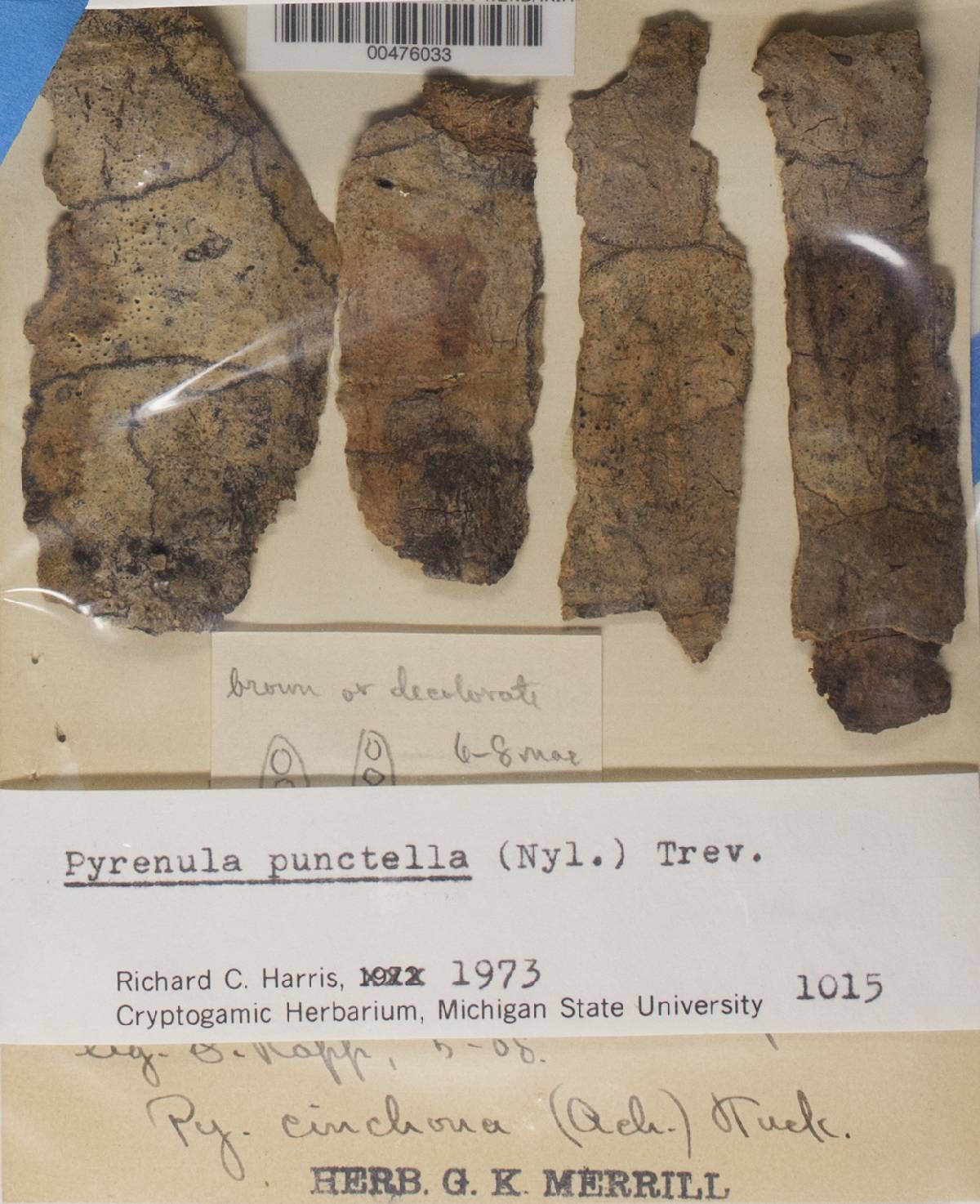 Pyrenula punctella image