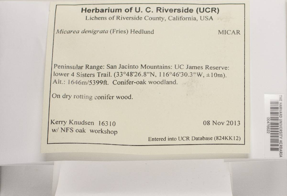 Micarea denigrata image