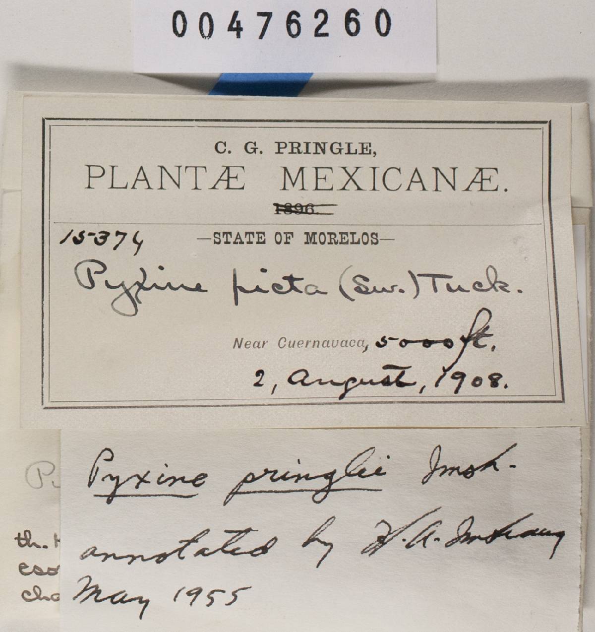 Pyxine pringlei image
