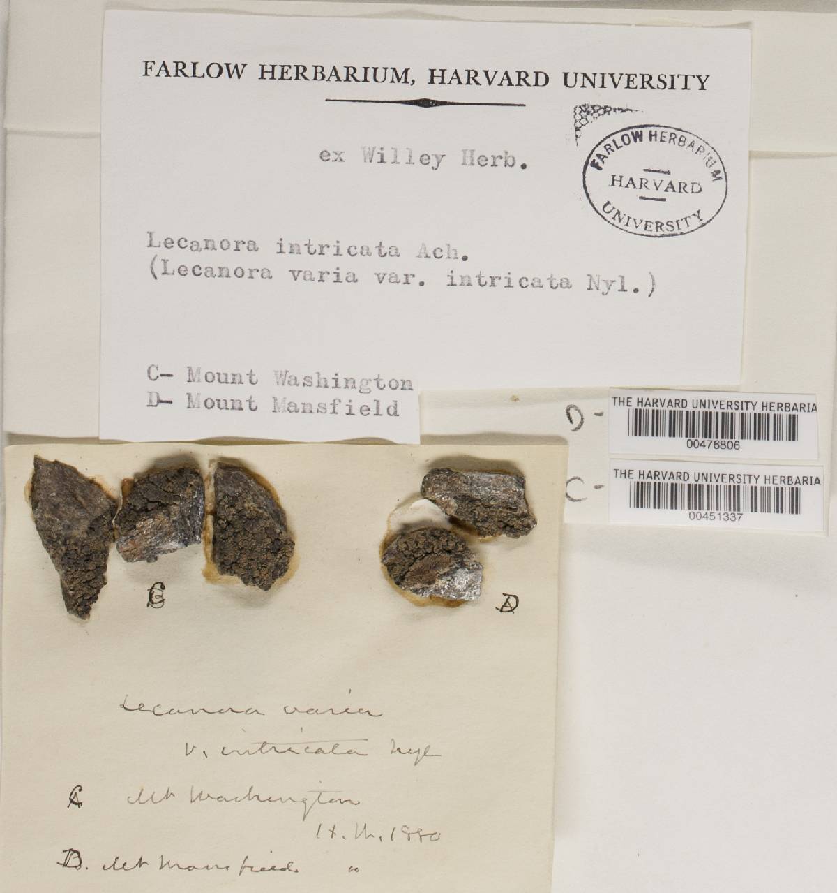 Lecanora intricata image
