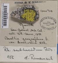 Rhizocarpon geographicum image