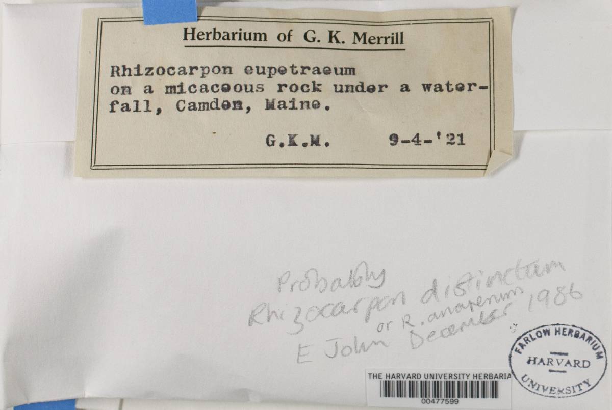 Rhizocarpon eupetraeum image