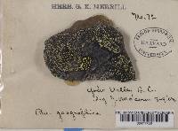 Rhizocarpon geographicum image