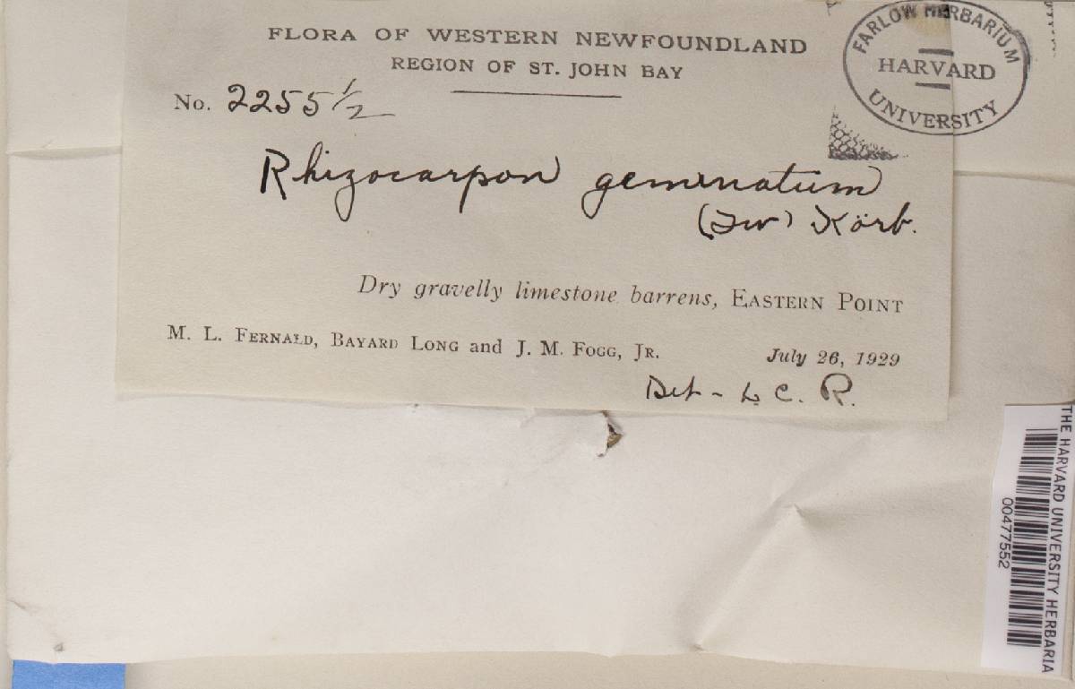 Rhizocarpon disporum image
