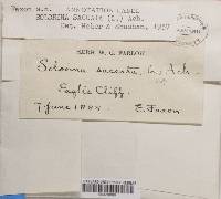 Solorina saccata image
