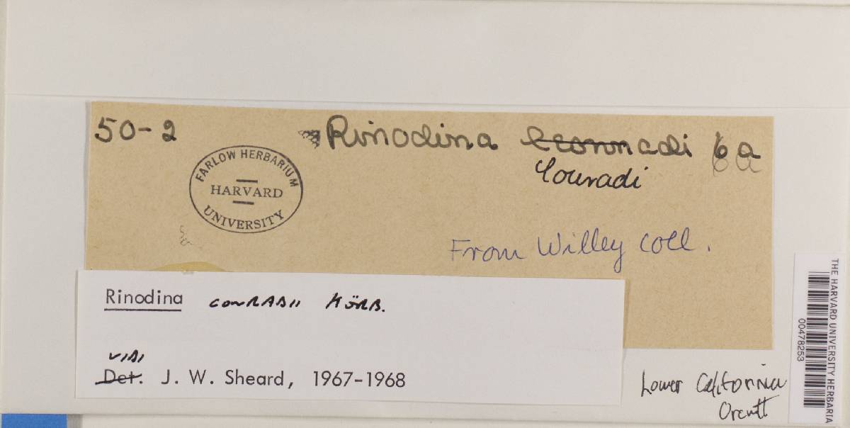 Rinodina conradii image