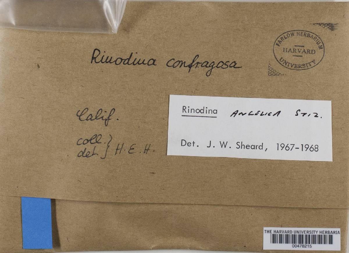 Rinodina angelica image