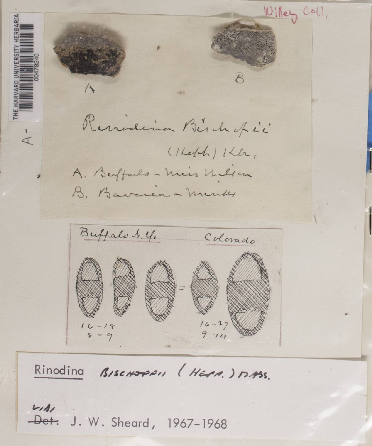 Rinodina bischoffii image