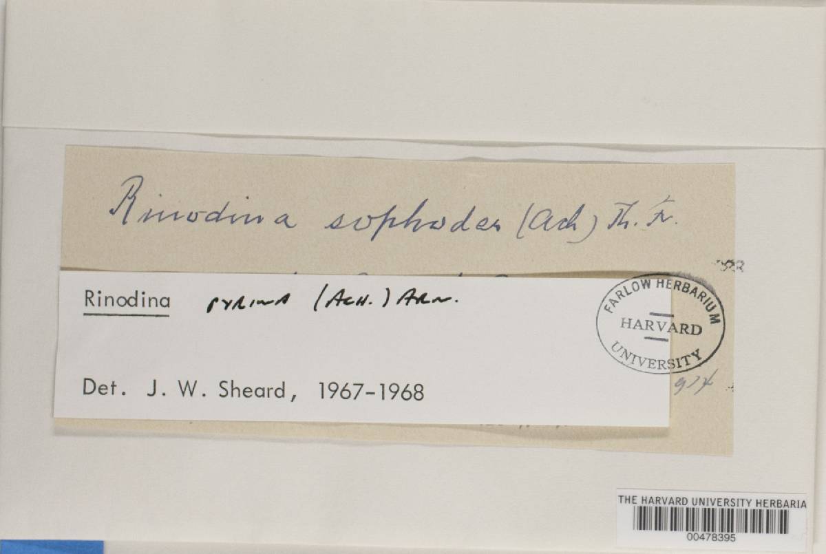 Rinodina pyrina image