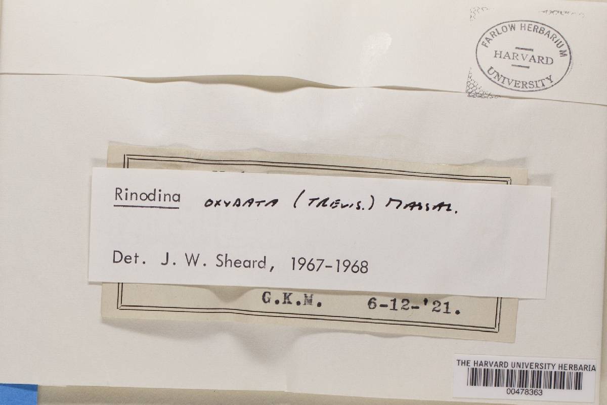 Rinodina oxydata image