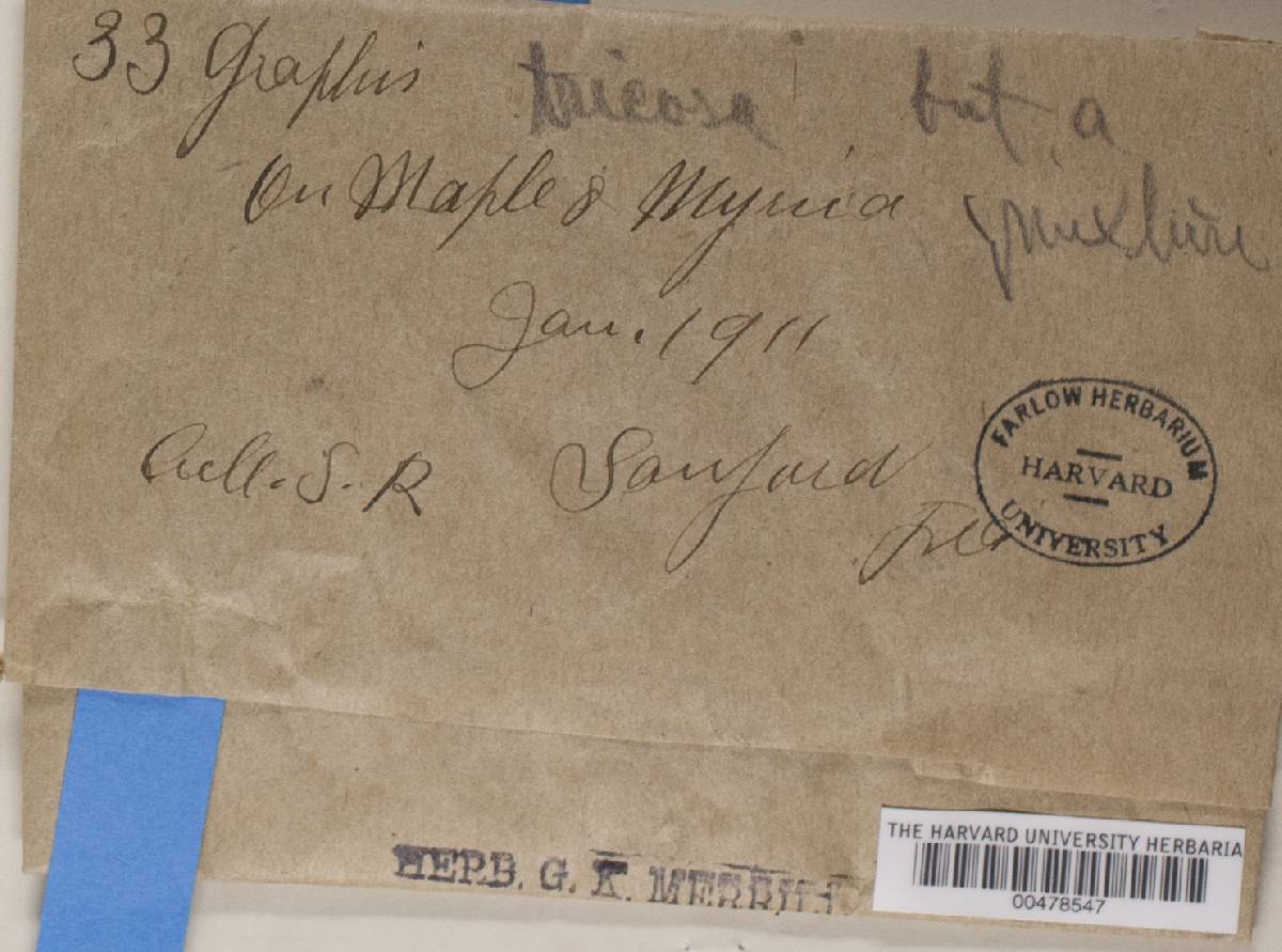 Sarcographa tricosa image