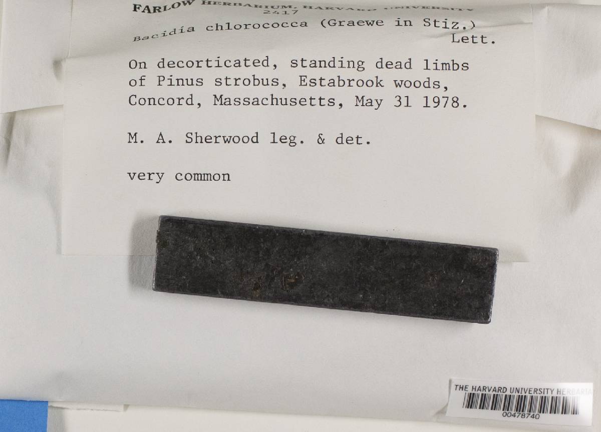 Scoliciosporum chlorococcum image