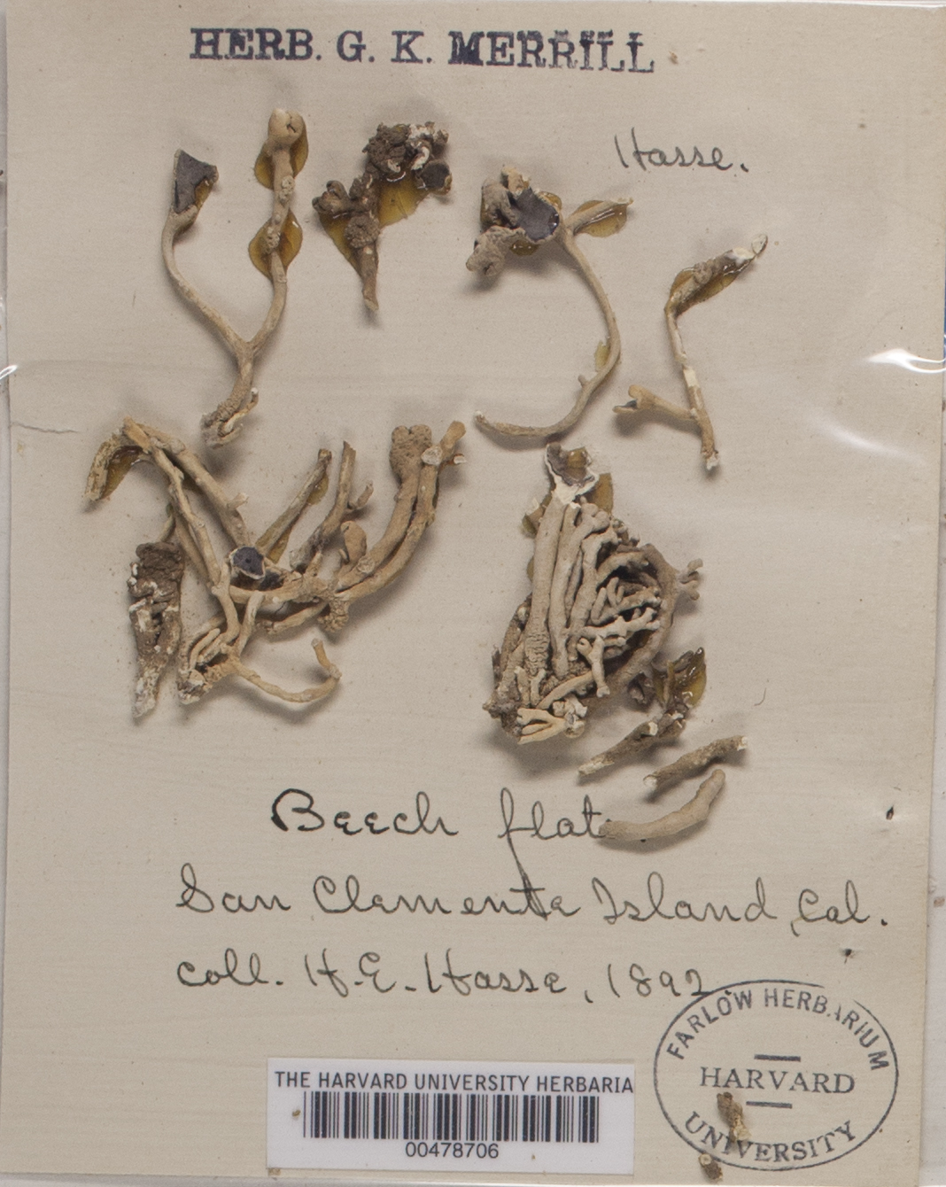 Combea californica image