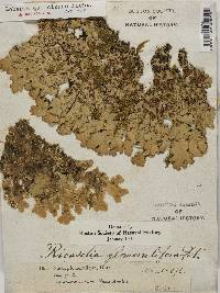 Lobaria quercizans image