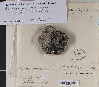 Sarcogyne privigna image