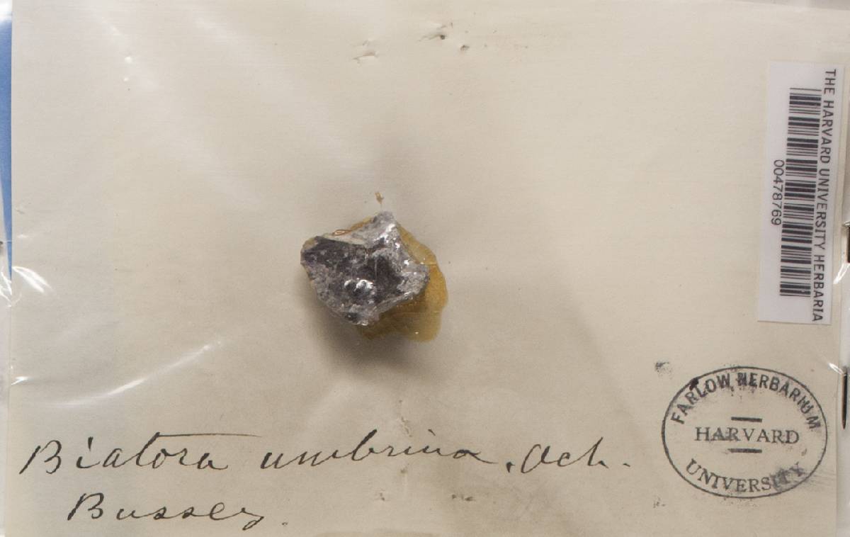 Scoliciosporum umbrinum image