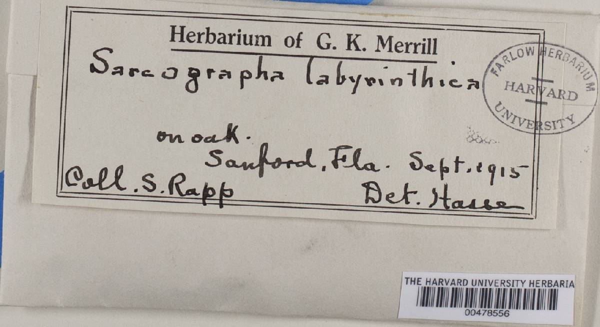 Sarcographa labyrinthica image