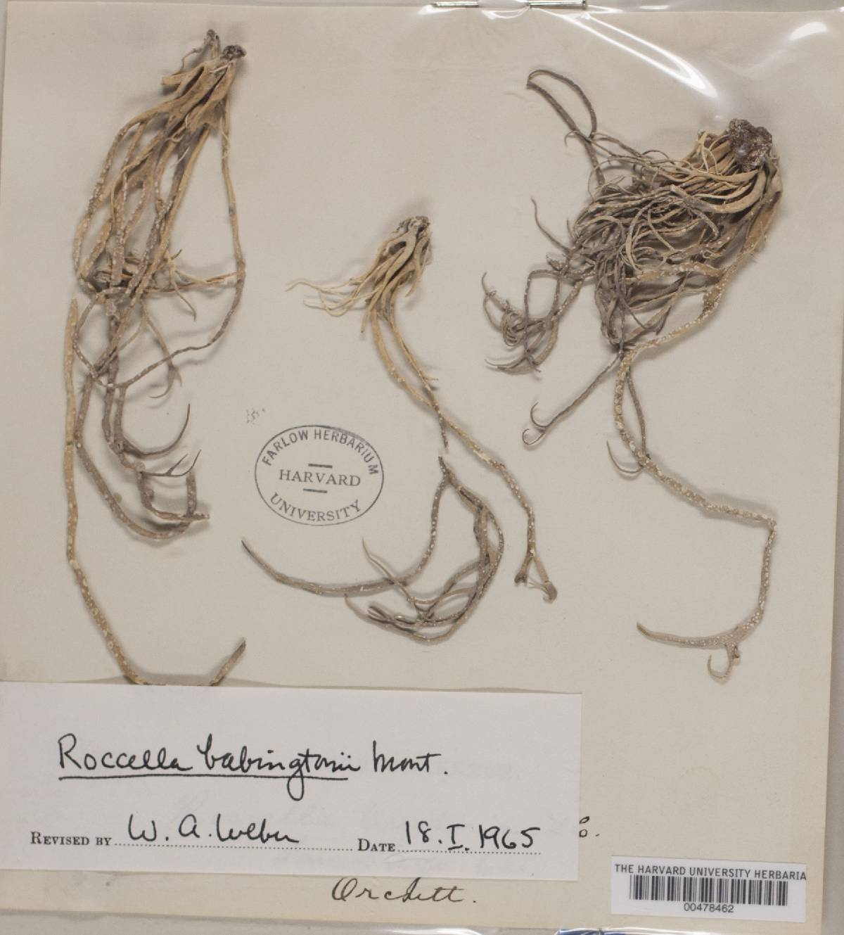 Roccella babingtonii image
