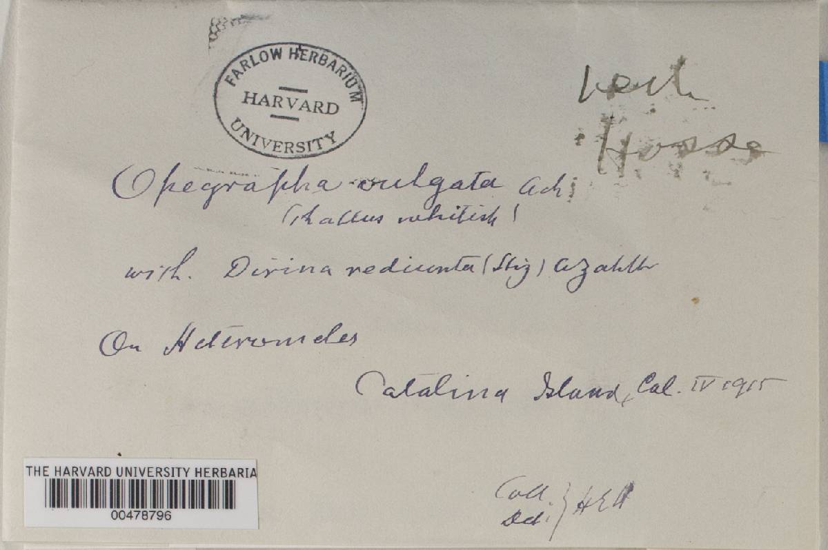 Sigridea image