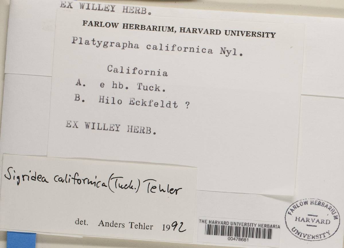Sigridea image