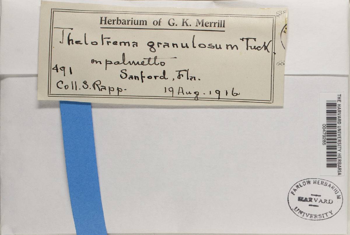 Stegobolus granulosus image