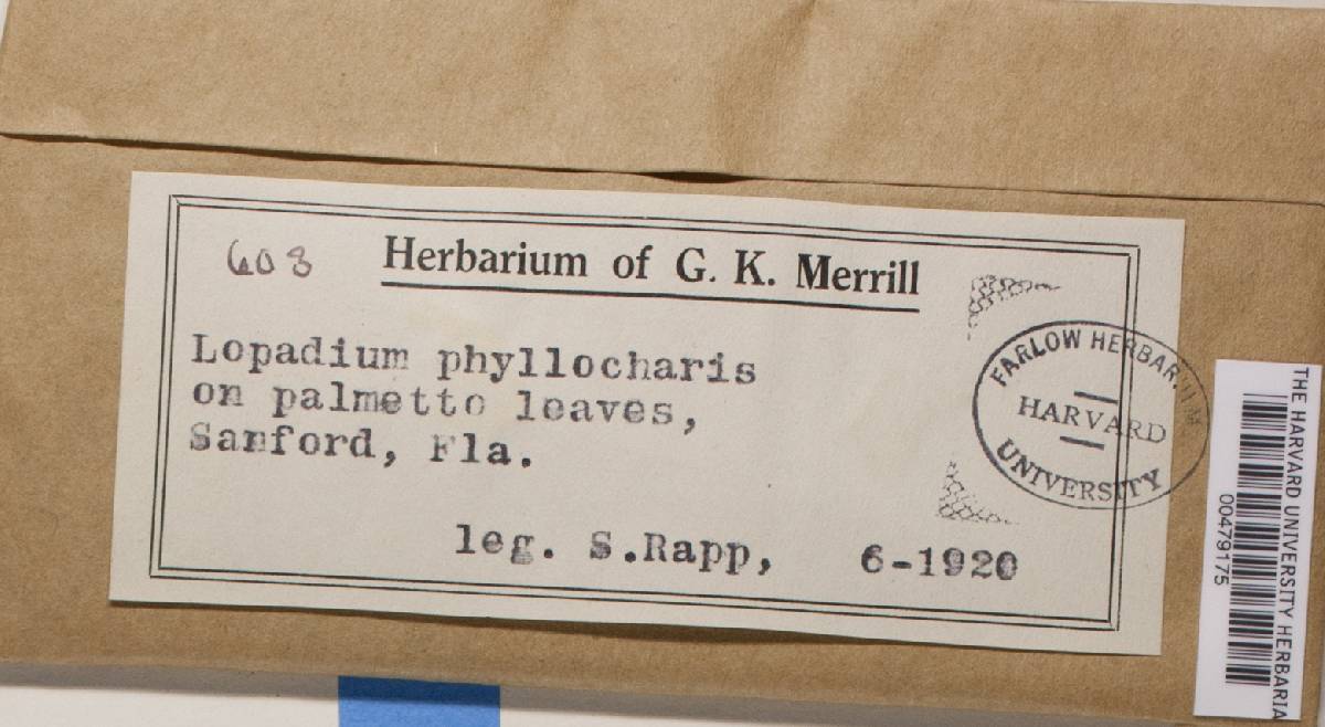 Sporopodium phyllocharis image