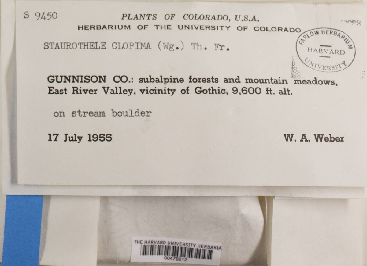 Staurothele clopima image