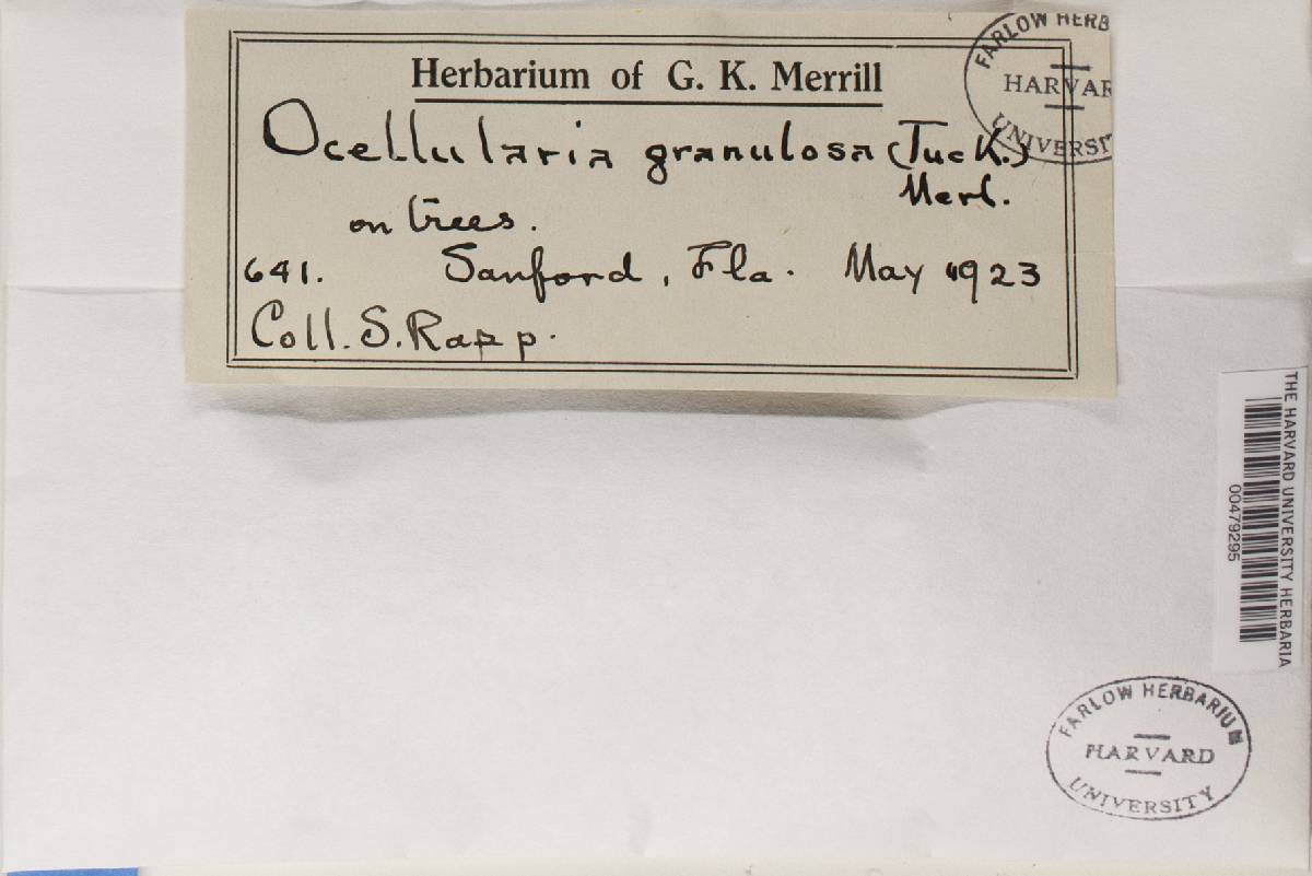 Stegobolus granulosus image