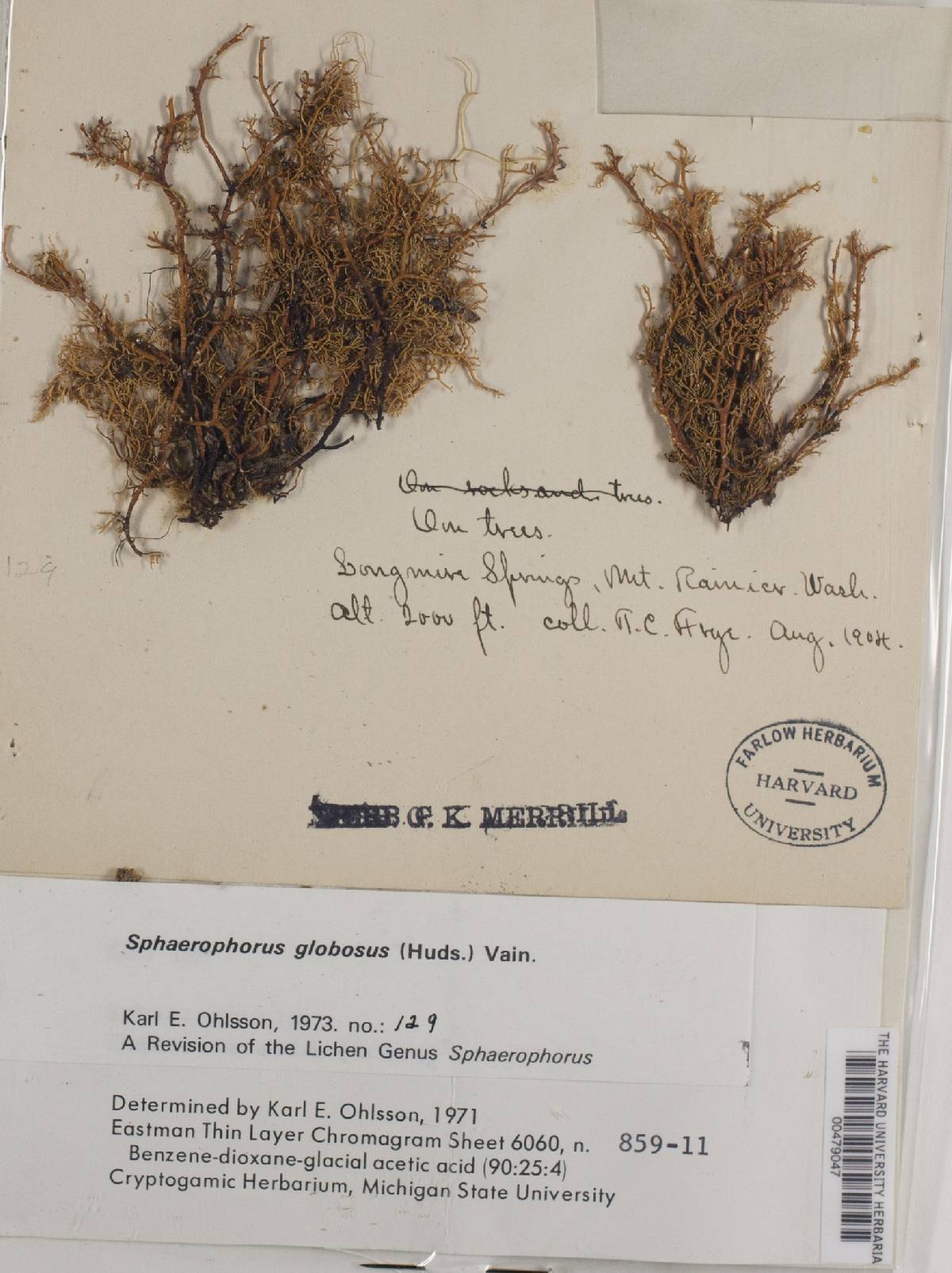 Sphaerophorus globosus image