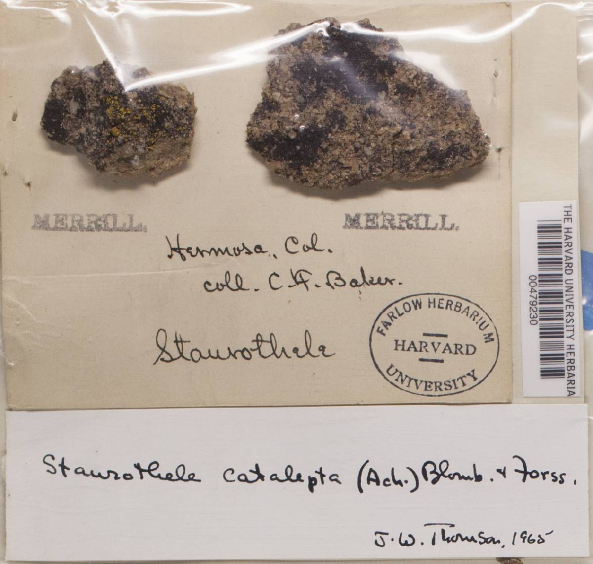 Verrucaria aethiobola image