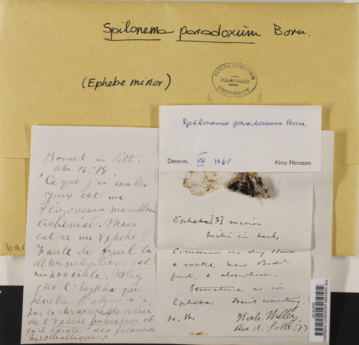 Spilonema paradoxum image
