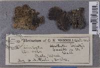 Sticta limbata image
