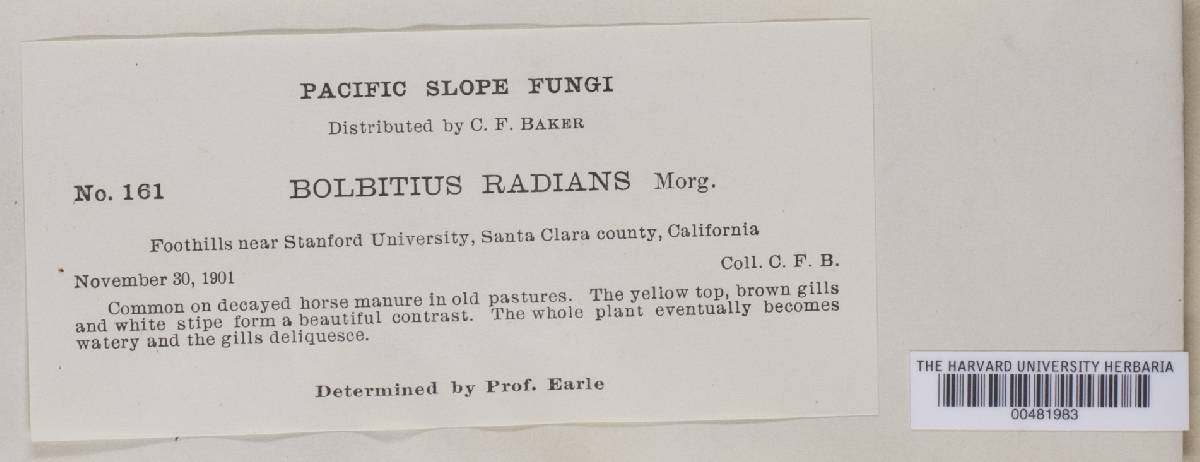 Bolbitius radians image