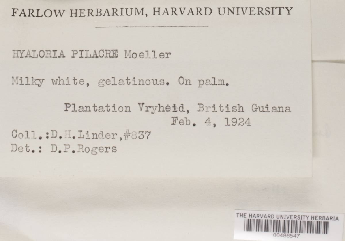 Hyaloria image