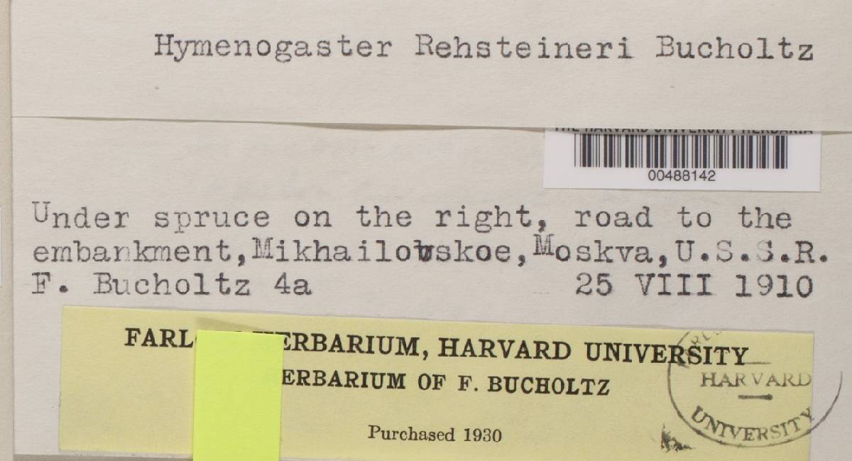Hymenogaster rehsteineri image