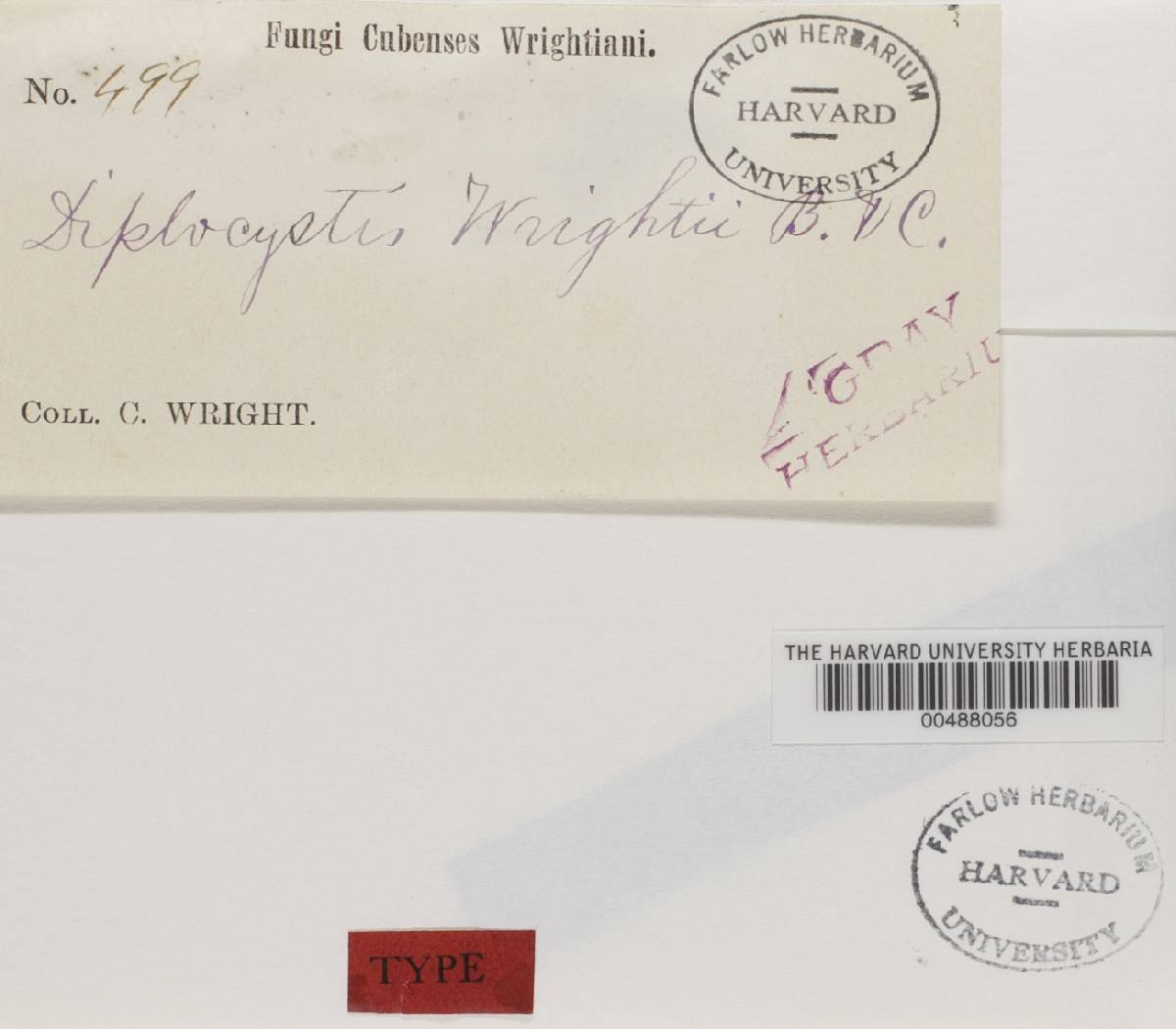 Diplocystis wrightii image