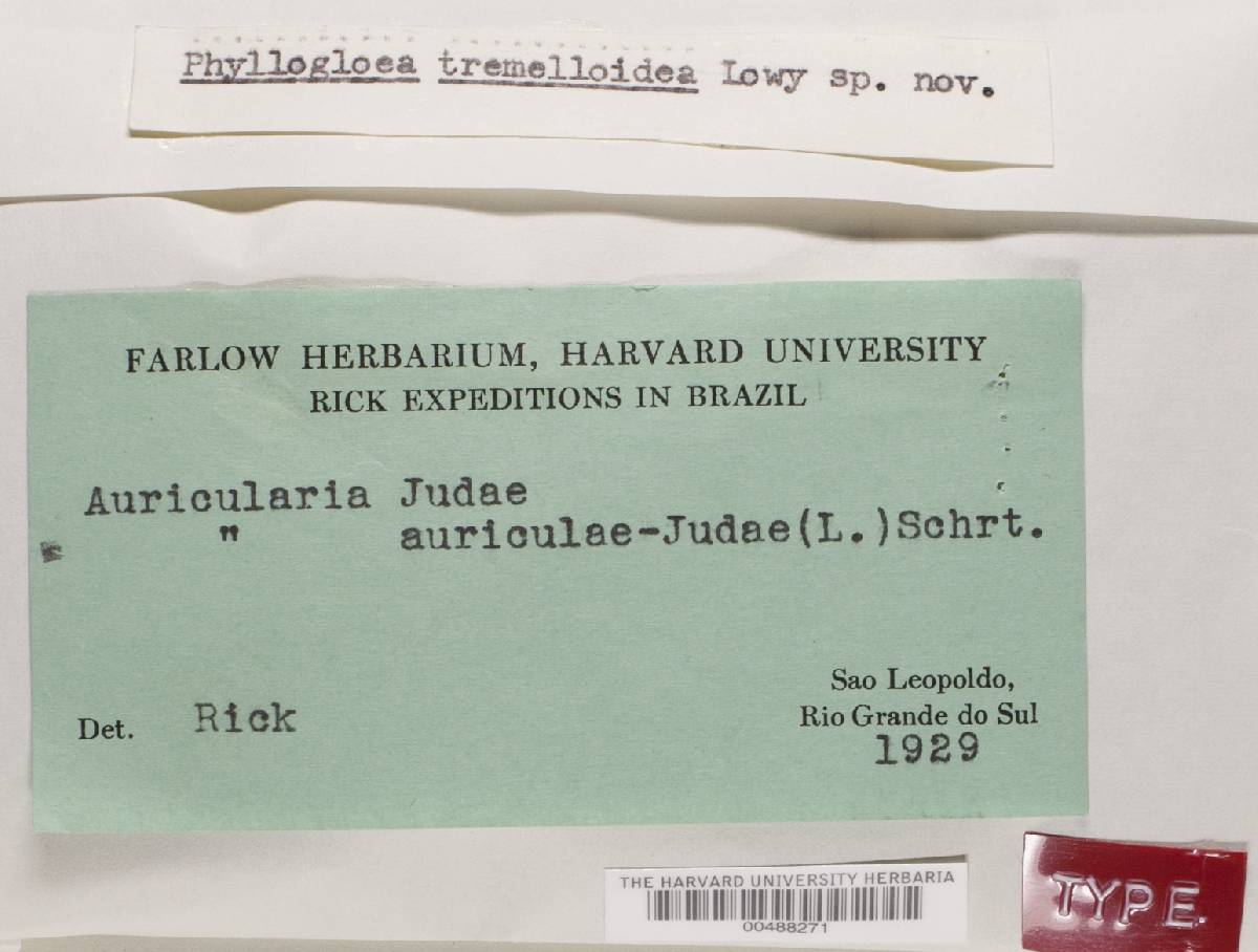 Phragmoxenidiaceae image