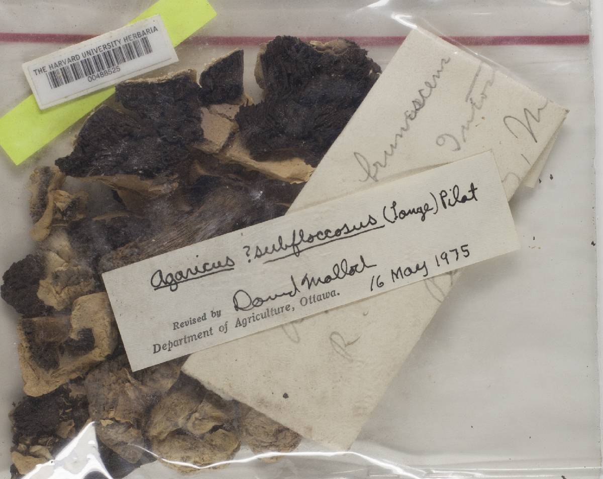 Agaricus subfloccosus image