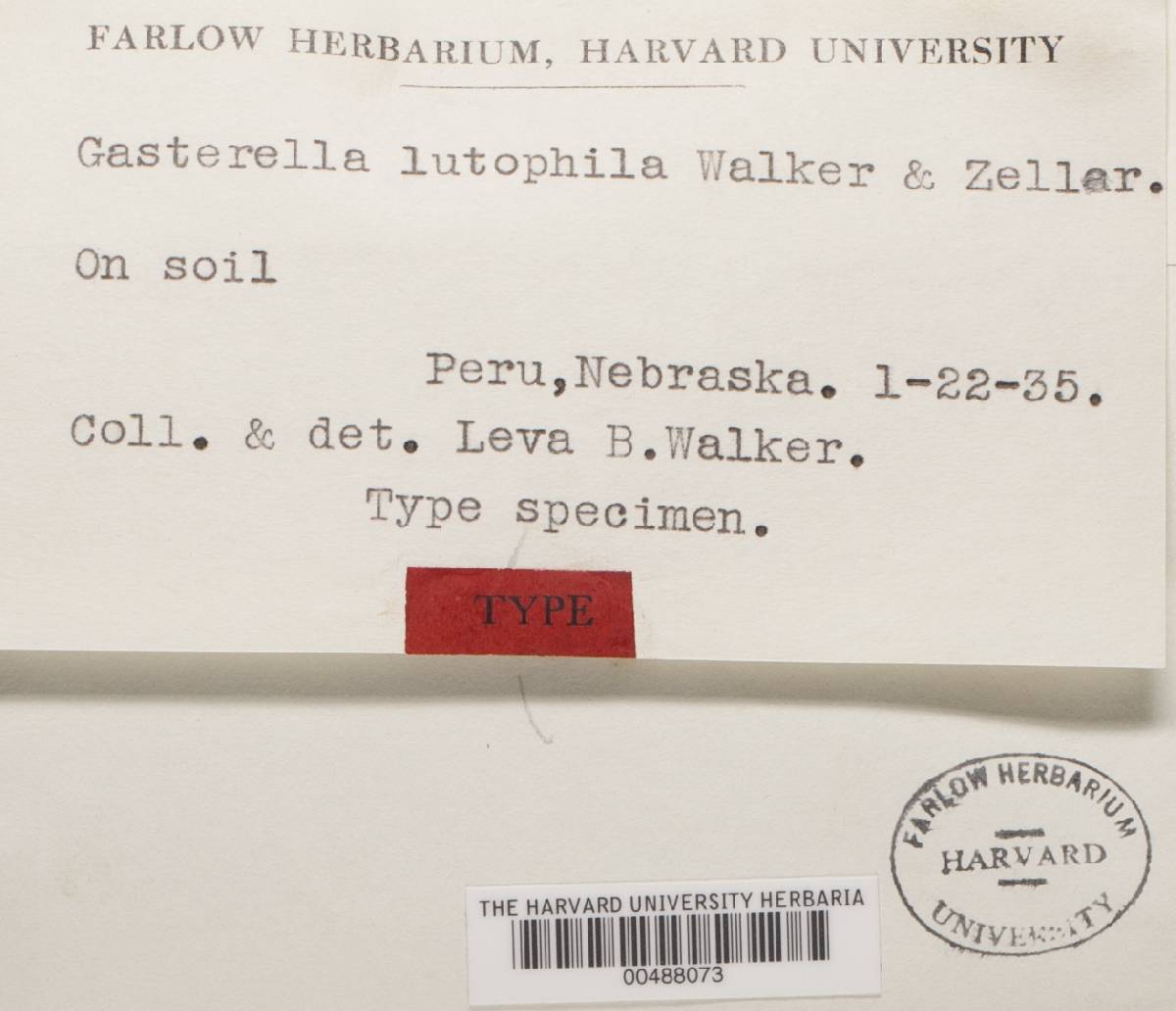 Gasterella luteophila image