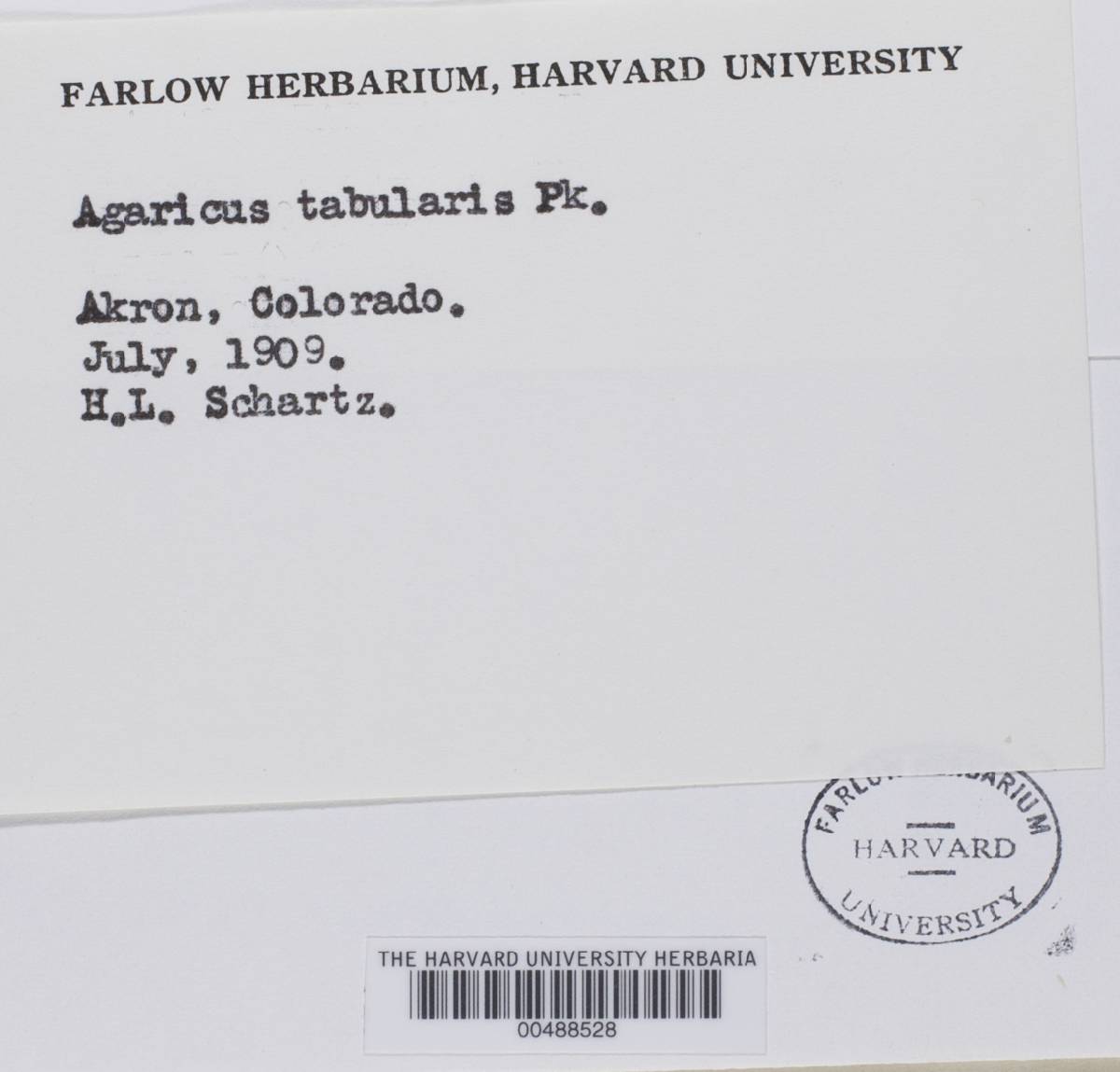 Agaricus tabularis image